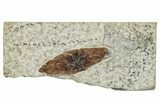 Fossil Winged Seed (Ailanthus) - Wyoming #260416-1